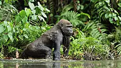 These Rwanda Gorilla Safaris Will Amaze You! | Sponsored Results |