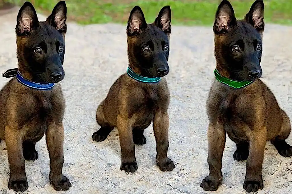 Estos son los perros más caros del mundo