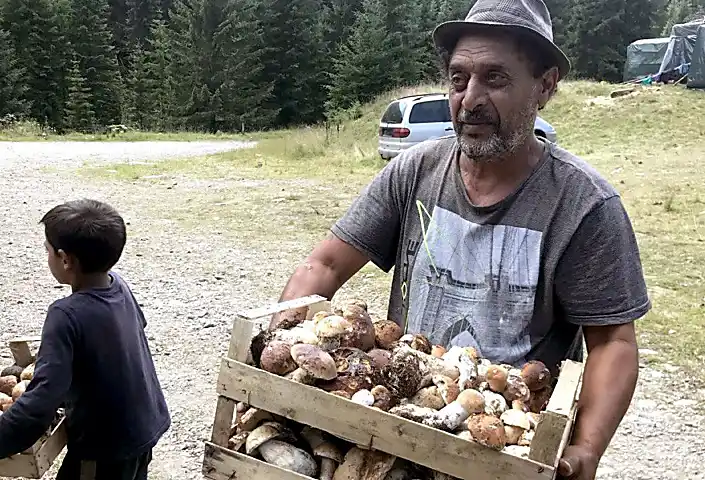 Re: Truffle Traffick in Romania - Δείτε ολόκληρο το ντοκιμαντέρ