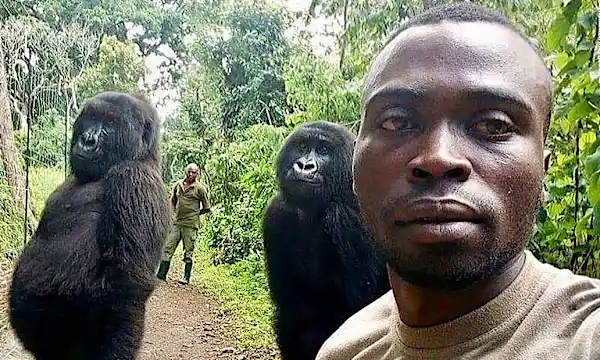 Οι γορίλλες χτυπούν μια στάση στο selfie με τον ranger