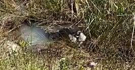 Video: Florida alligator body slams massive python then eats it