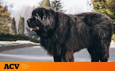 Criaron a su mascota durante dos años hasta que se dieron cuenta de que no era un perro