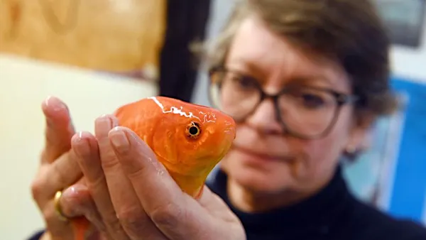 Fachtierärzte warnen vor „Notstand“: Fische gefährdet
