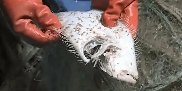なぜ網にかかる魚が骨と皮に…？黒部川ダム排砂問題の不可解な事実
