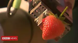 The race to build fruit-picking robots
