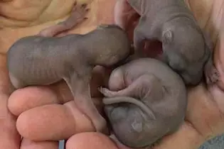 [Pics] Firemen Think They're Rescuing Puppies, But Soon Realize They're Not Puppies