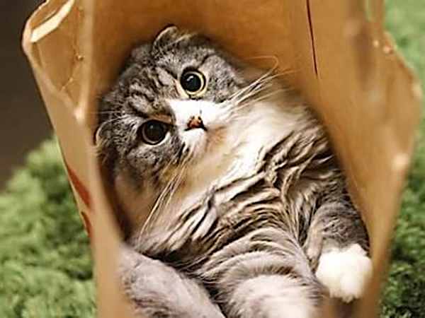 キャットフードに潜む落とし穴、獣医推薦フードを試すと