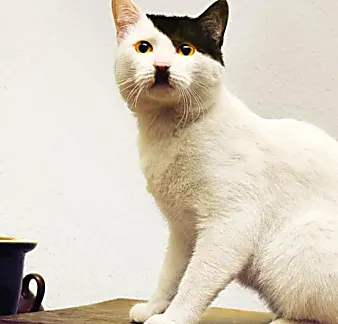 [Photos] Try Not To Laugh At These Cats With Truly Bizarre And Hilarious Markings