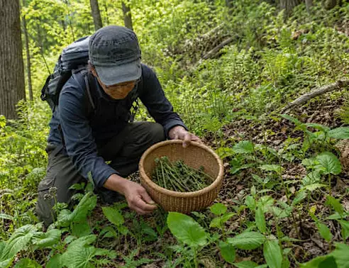 「許可は取ってます」嘘をついて他人の敷地で山菜を採る60代男性…身元がバレて慰謝料30万円を支払うまで／年間500円で合法な手続きも…山菜採りのルールを調べてみた