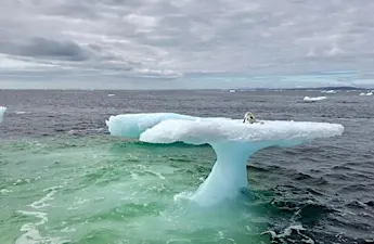 [Pics] Fishermen Were Left Speechless When They Discovered This Creature On An Iceberg