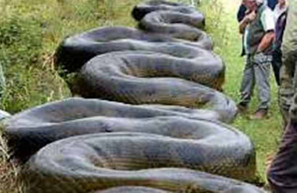 60 Fotos Absurdas Que Provam Que Não Há Lugar Mais Doido Que a Austrália
