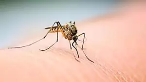 Do mosquitoes feel the effects of alcohol?