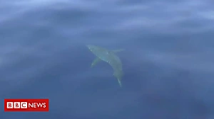 Great white shark seen off Majorca coast