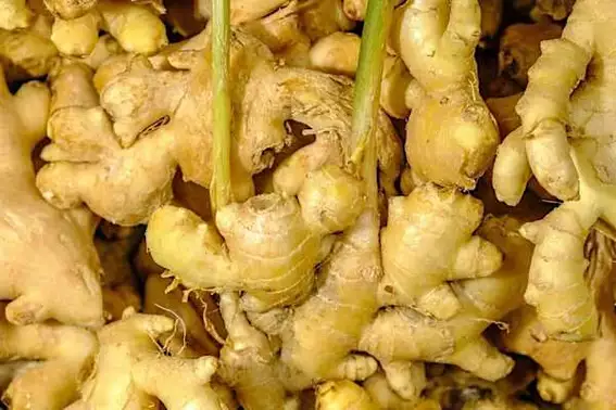 20 شيئًا يفعله الزنجبيل للجسم إذا تم تناوله يوميًا