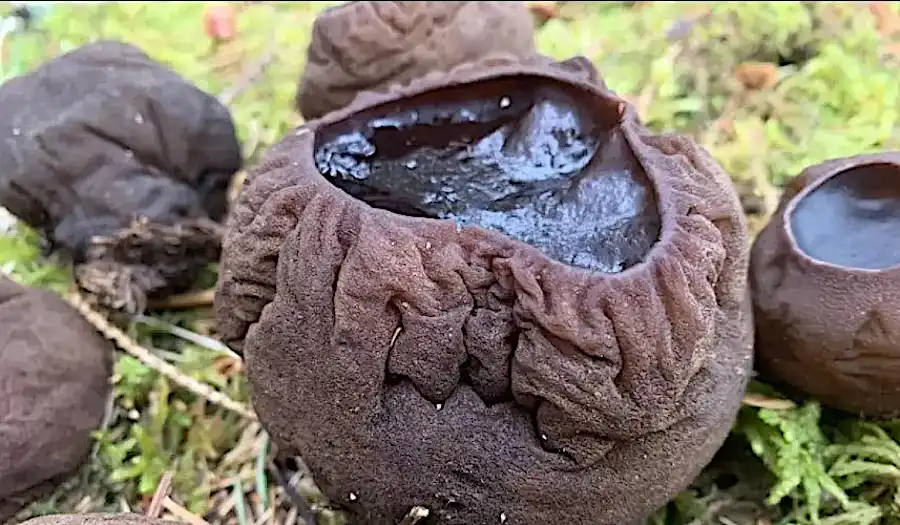 "Caldeirão de bruxa" é encontrado em floresta no Canadá