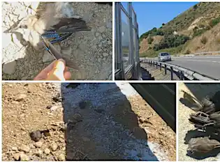Video: Noise barrier in Spain 'massacring' birds