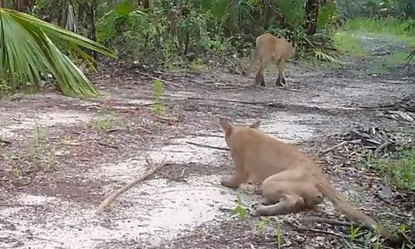 Florida officials are investigating why panthers are seen stumbling and falling down