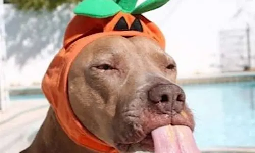 How To Get A Dog To Instantly Stop Barking And Listen