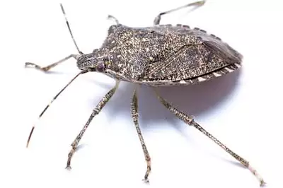 Homeowners: Here's What You Should Know About Stink Bugs