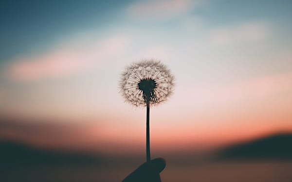 Por dónde se 'cuela' el polen en tu casa y cómo evitarlo Por dónde se 'cuela' el polen en tu casa y cómo evitarlo