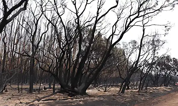 Here's just how bad the devastating Australian fires are -- by the numbers