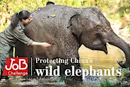 Planning a future for China's elephants