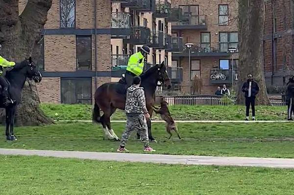 Police horse still recovering after being mauled in east London park