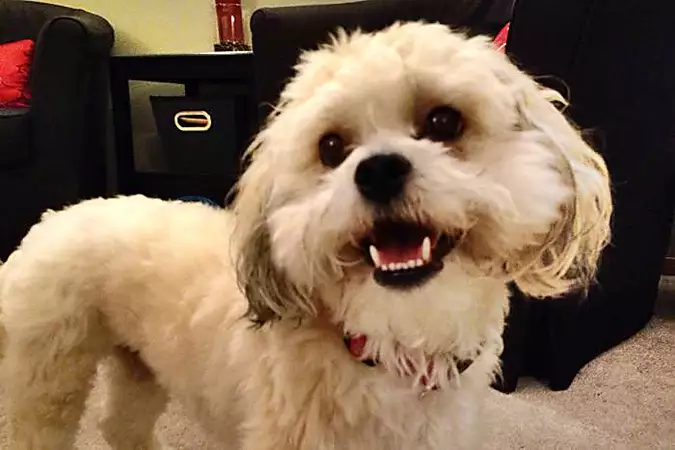 Vet Says This Is The Safest Way To Help Clean Your Dog’s Teeth (And It Only Takes Seconds)