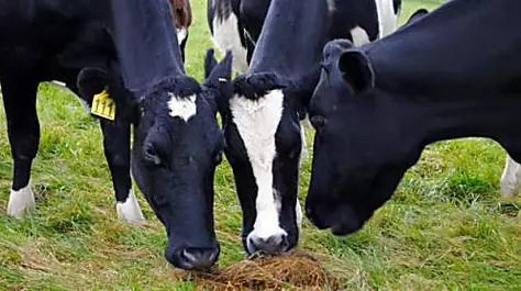 The cows that could help fight climate change