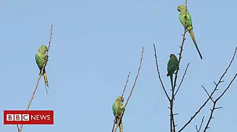 Opium-addicted parrots 'wreak havoc'