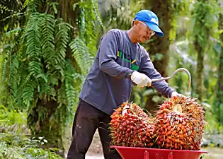 Singapore-based Indonesia palm oil exporter grapples with EU law