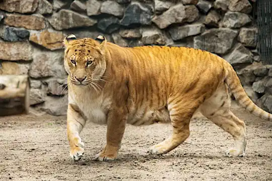 20 Unique Hybrid Animals 20 Unique Hybrid Animals