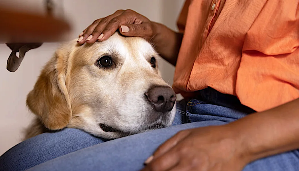 Is your dog 7 years or older? You’ll want to check this out.