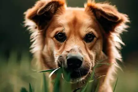 Il tuo cane mangia l'erba? Pessimo segnale, ecco perché