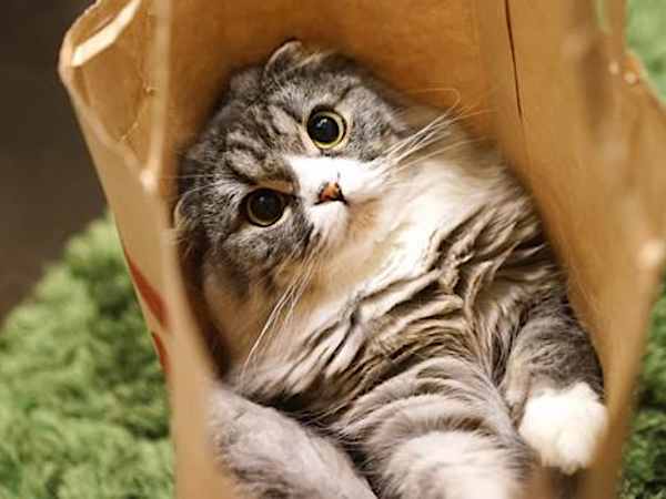 フードで愛猫の寿命が？正しいキャットフード選びとは