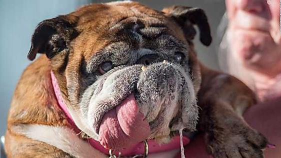 Zsa Zsa dies weeks after being dubbed 'World's Ugliest Dog'