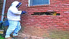 [Pics] A Tennessee Man Removes Over 30,000 Bees Hidden Inside Wall, But He Never Expected This