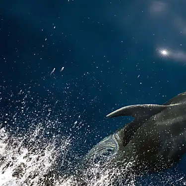 Η γαλλική απαγόρευση της αλιείας θαυμάσια νέα για τα δελφίνια, λιγότερο για τη βιομηχανία