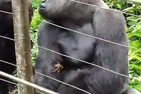 [Gallery] Gorilla refuses to let others near, then staff looked at his hands