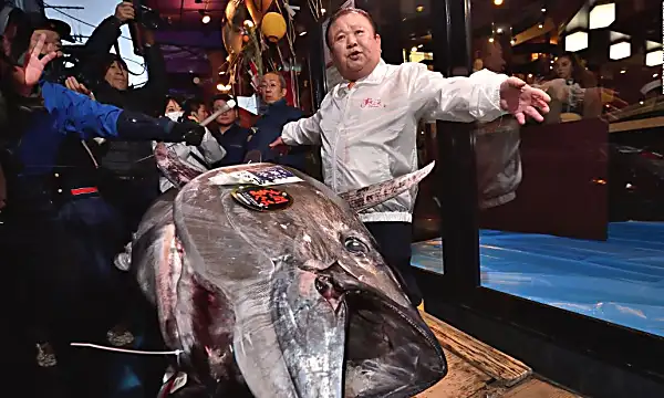 See massive tuna sold for $1.8 million