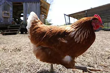 Viral έχει γίνει 12χρονο αγόρι από την Αιθιοπία που μετέφερε ένα άρρωστο κοτόπουλο σε νοσοκομείο Viral έχει γίνει 12χρονο αγόρι από την Αιθιοπία που μετέφερε ένα άρρωστο κοτόπουλο σε νοσοκομείο