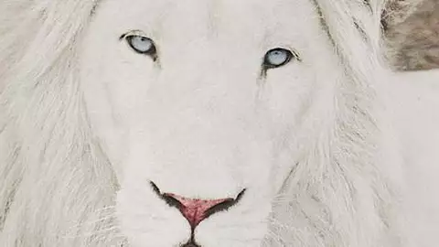 Did you know? Strange facts about Leo - ViralizeIt