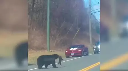 Se viraliza video de osa que intenta cruzar una calle con sus cachorros