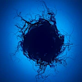 In Violation of Einstein, Black Holes Might Have ‘Hair’ In Violation of Einstein, Black Holes Might Have ‘Hair’