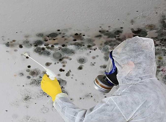 Mold Removal Cost in 2020 Could Be Cheaper Than You Think