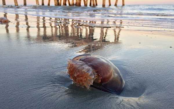 Las medusas invaden ya algunas playas de España Las medusas invaden ya algunas playas de España