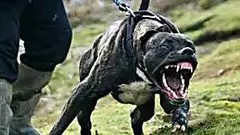 [Gallery] Most Ferocious Dog Breeds That Are Incredibly Dangerous