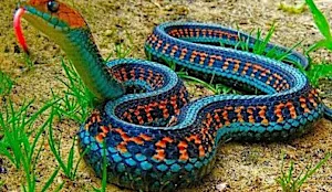 The Deadliest Snakes Ever Found On The Planet [Gallery]