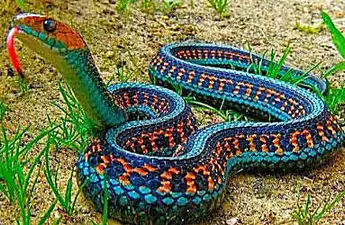 The Most Dangerous Snakes Known To Man