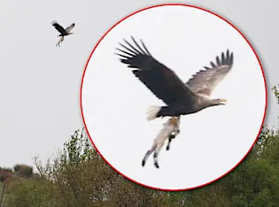 Sea eagle seizes lamb and carries it off in Scotland